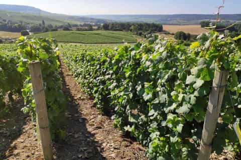 Visit of Epernay & Multiple Champagne Tastings in a Vineyard