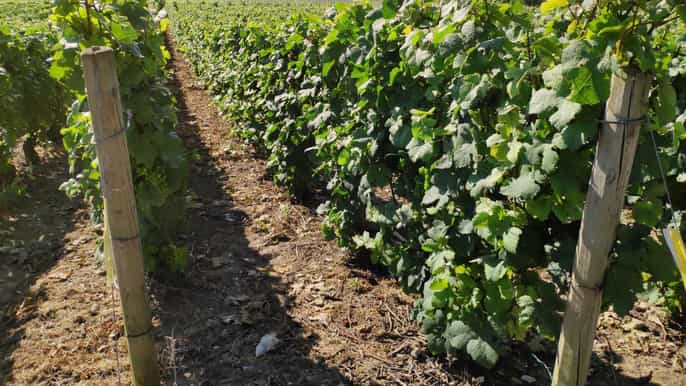 visit of epernay multiple champagne tastings in a vineyard