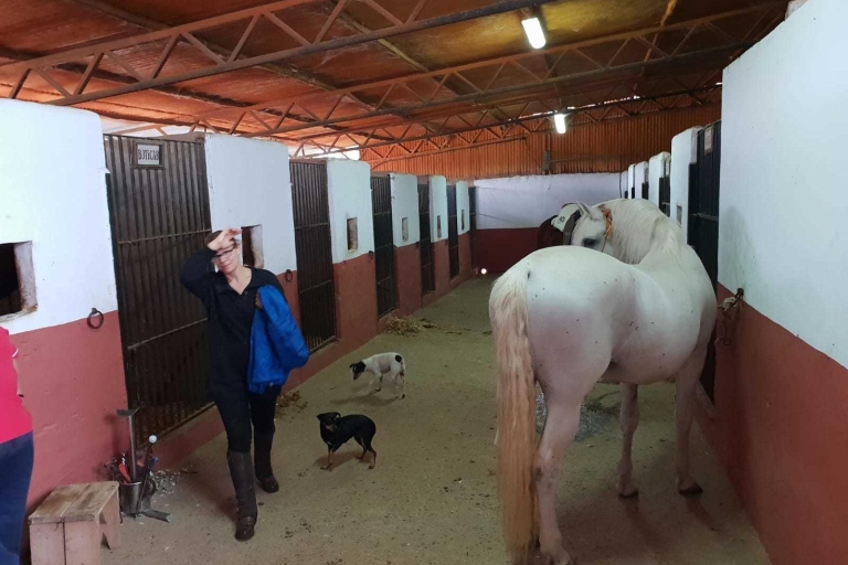 Desde Sevilla: 2 horas de experiencia a caballo en Aljarafe