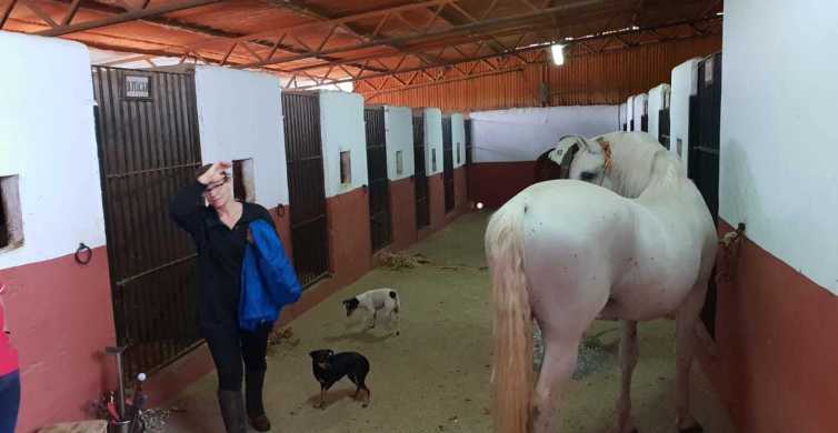 From Seville: 2-Hour Horseback Riding Experience in Aljarafe