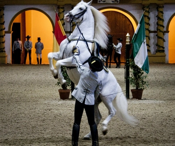Seville: Jerez, Cadiz Wine Tasting with Optional Horse Show