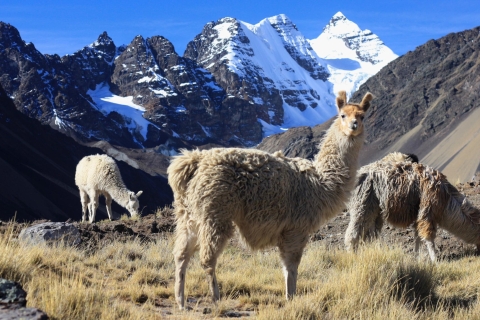 Depuis Cuzco : randonnée dans la montagne Vinicunca