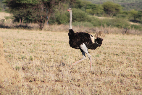 Windhoek: 3-Day Guided Safari in Etosha with Lodge