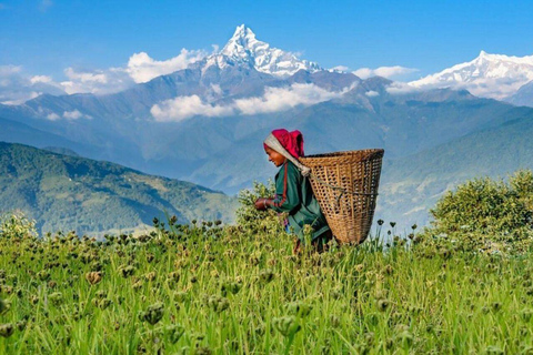 Pokhara : Journée de randonnée facile à Dhampus et au village d&#039;Astam