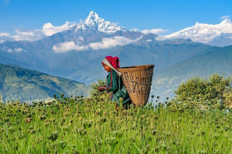 Pokhara: Łatwa jednodniowa wycieczka do wioski Dhampus i Astam