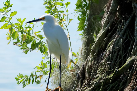 Winter Haven: Guided Boat Tour of 16 lakes w/Lunch stop.