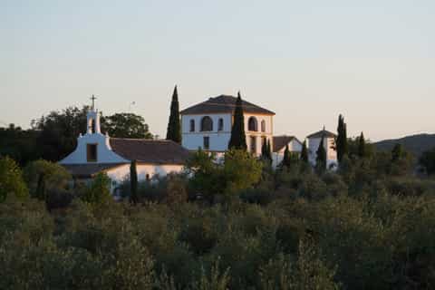 Cordoba: Olive Oil Mill and Wine Region Tour