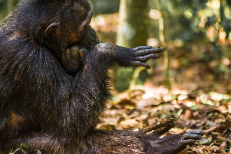 Excursion de 1 jour sur l'île de Ngamba pour observer les chimpanzés