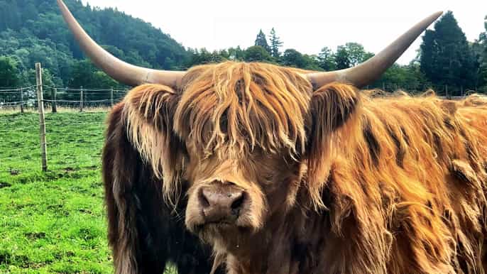 edinburgh private tour