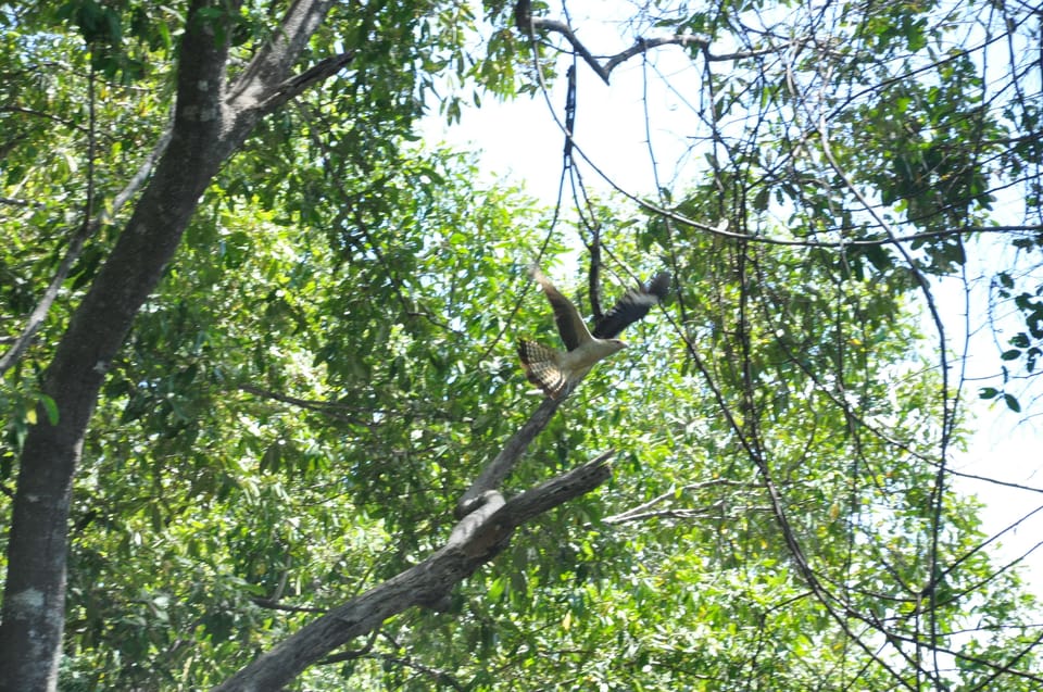 Quepos: Damas Island Mangrove’s Boat Tour | GetYourGuide