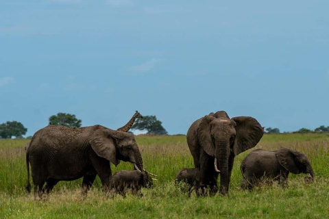 From Zanzibar: Mikumi Safari Day Trip with Flights and Lunch Mikumi Shared Safari without hotel transfer