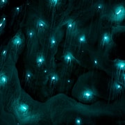 Waitangi: Kawiti Glow Worm Cave & Opua Kauri Forest Walk Waitangi: Kawiti Glow Worm Cave & Opua Kauri Forest Walk