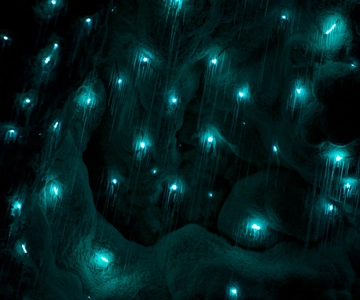 Waitangi: Kawiti Glow Worm Cave & Opua Kauri Forest Walk