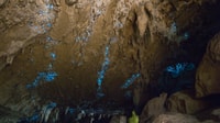 Kawiti Glow Worm Cave Tour & Counting Forest Walk - Housity