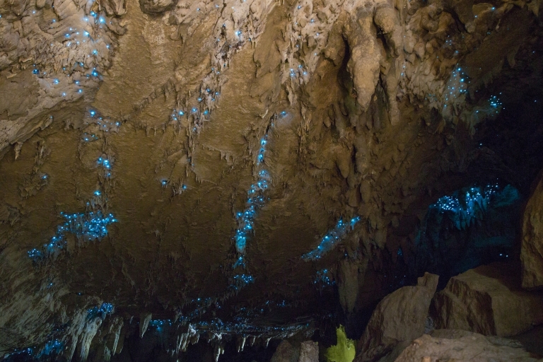 Visite de la grotte de Kawiti Glow Worm et promenade dans la forêt d'Opua Kauri