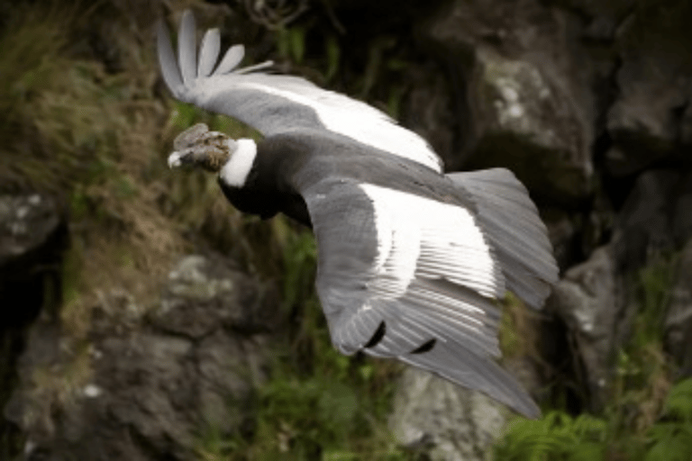 Aventure d&#039;observation du condor : Circuit au départ de Quito