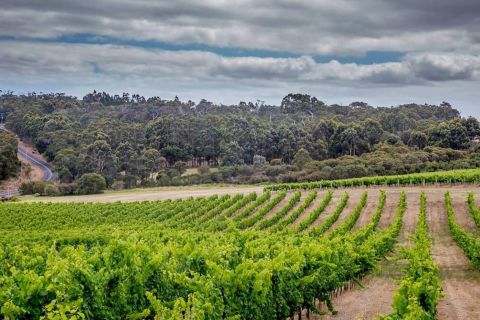 Margaret River: Wine, Coffee, Cheese, and Chocolate Tour