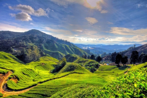Vanuit Kuala Lumpur: Cameron Highlands privétour van 1 dag