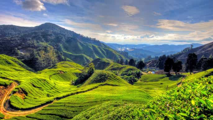 from kuala lumpur cameron highlands private full day tour