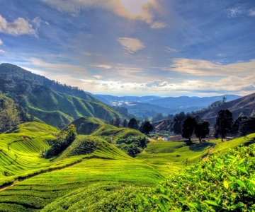 Fra Kuala Lumpur: Cameron Highlands heldagstur