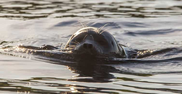 Saimaa, Eastern Finland - Book Tickets & Tours | GetYourGuide