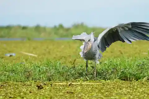 1-Day Shoebill Stork and Birding Experience