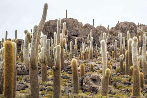 From Lima-Perú: Uyuni salt flat 4 days 3 nights