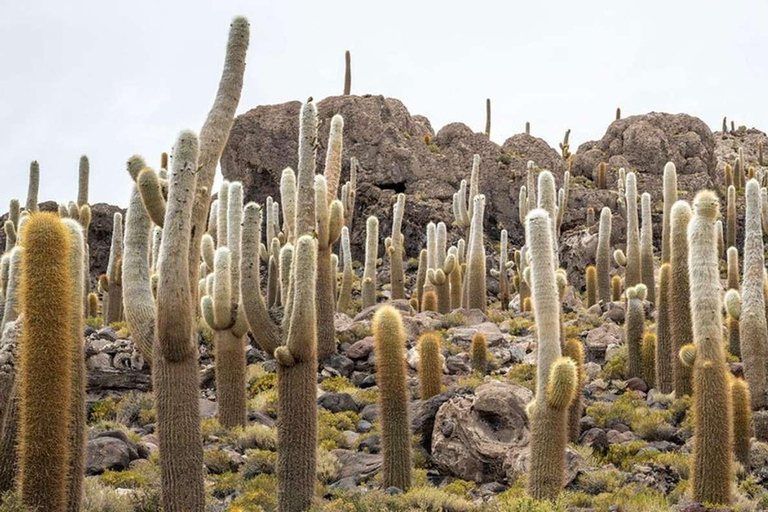 Von Lima-Perú: Salzsee von Uyuni 4 Tage 3 Nächte