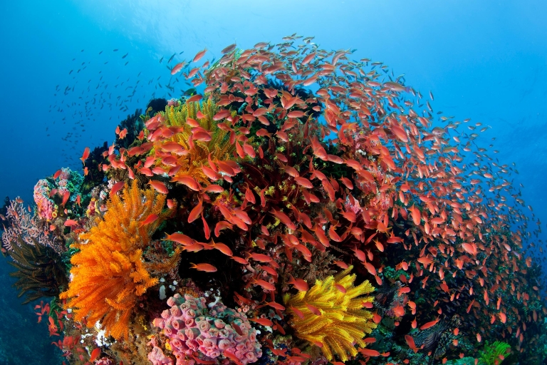 Great Barrier Reef: Mehrtägige Schnorchel- und Tauchtour2 Tage und 1 Nacht - Nur Schnorcheln