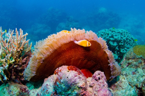 Great Barrier Reef: Mehrtägige Schnorchel- und Tauchtour3 Tage und 2 Nächte - Nur Schnorcheln