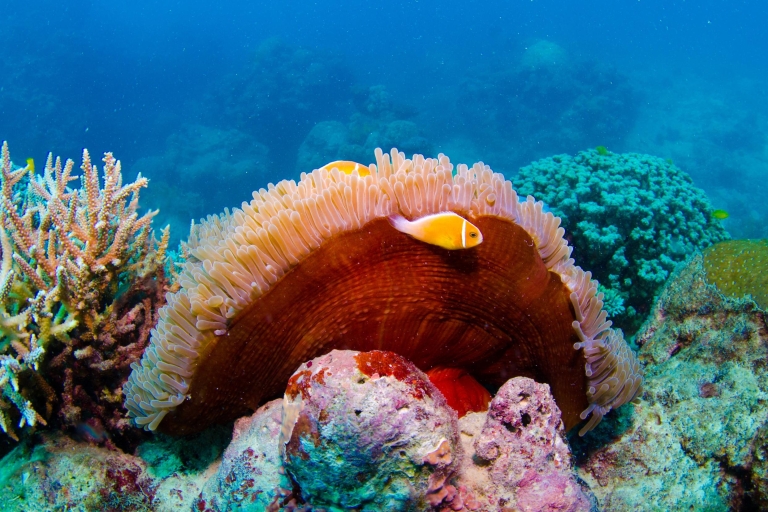 Wielka Rafa Koralowa Nocna wycieczka z rurką i nurkowaniem2 dni 1 noc – tylko nurkowanie z rurką