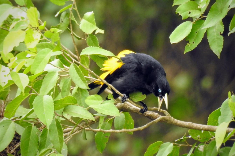 Alter do Chão: Amazon Wildlife Safari & Birdwatching Alter do Chão: Amazon Wildlife Safari & Birdwatching AM