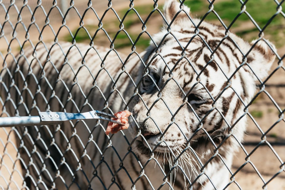 Alpine: Lions Tigers & Bears Animal Sanctuary Guided Visit