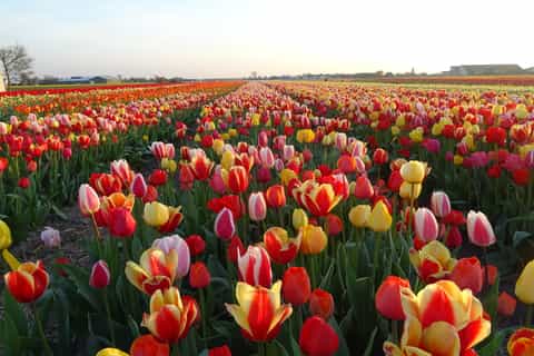 from amsterdam 5.5hour halfday ultimate tulip experience