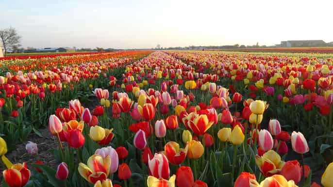 from amsterdam 5.5hour halfday ultimate tulip experience