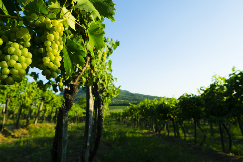 Portugal: Bairrada Private Tour