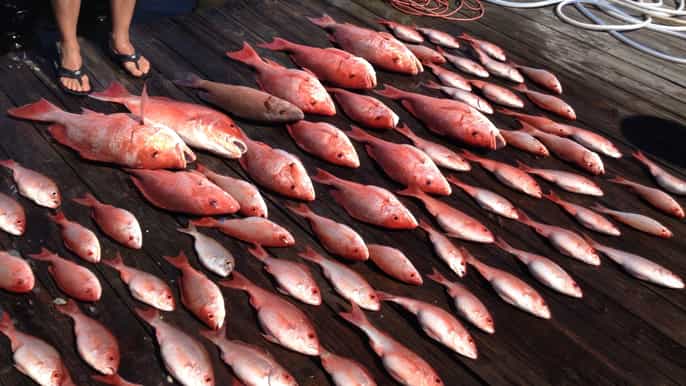 castries reef and bottomfishing bonanza