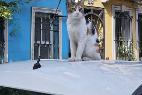 Istanbul: Fener & Balat Guided Tour through Colored Streets