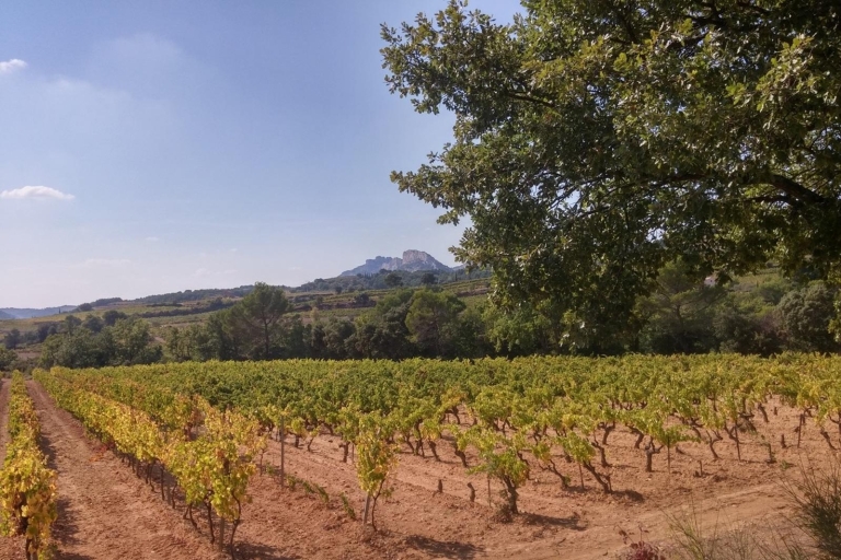 Avignon : visite de dégustation de vinsAvignon : visite de dégustation de vin