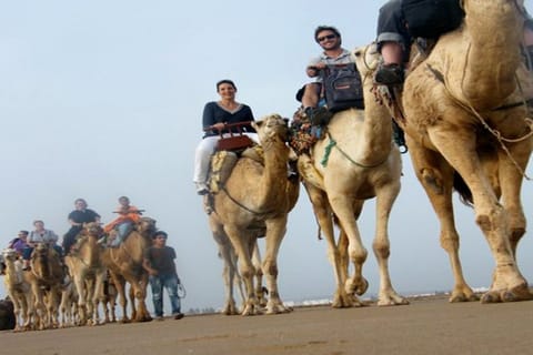 Essaouira: 2-Hour Camel Ride