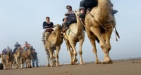 Essaouira, Camel Ride de 2 heures - Hizvo