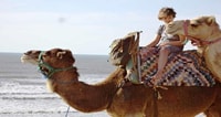 Essaouira, Camel Ride de 2 heures - Hizvo