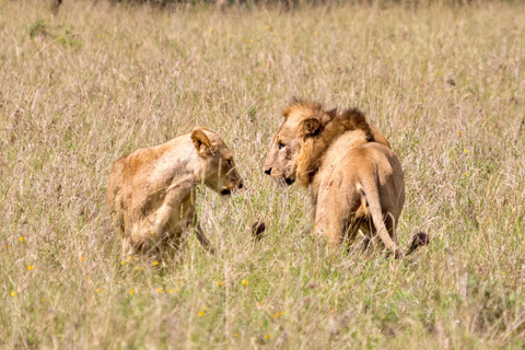 Nairobi: Privat safari i Maasai Mara med lunch och hämtning