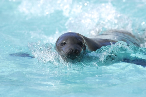Quebec: Toegangsbewijs Aquarium du Quebec