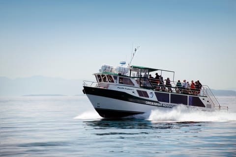 From Victoria: Whale Watching 3-Hour Trip on Covered Boat