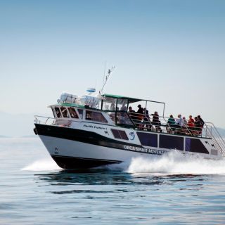 From Victoria: Whale Watching 3-Hour Trip on Covered Boat