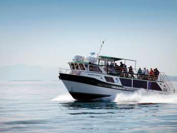 Ab Victoria: Whale-Watching-Tour auf einem überdachten Boot