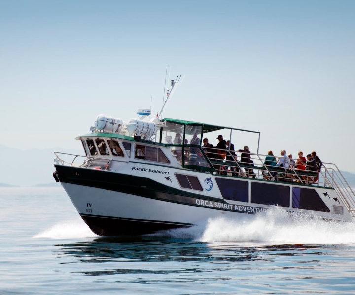 Fra Victoria: Hvalsafari 3-timers tur på dekket båt