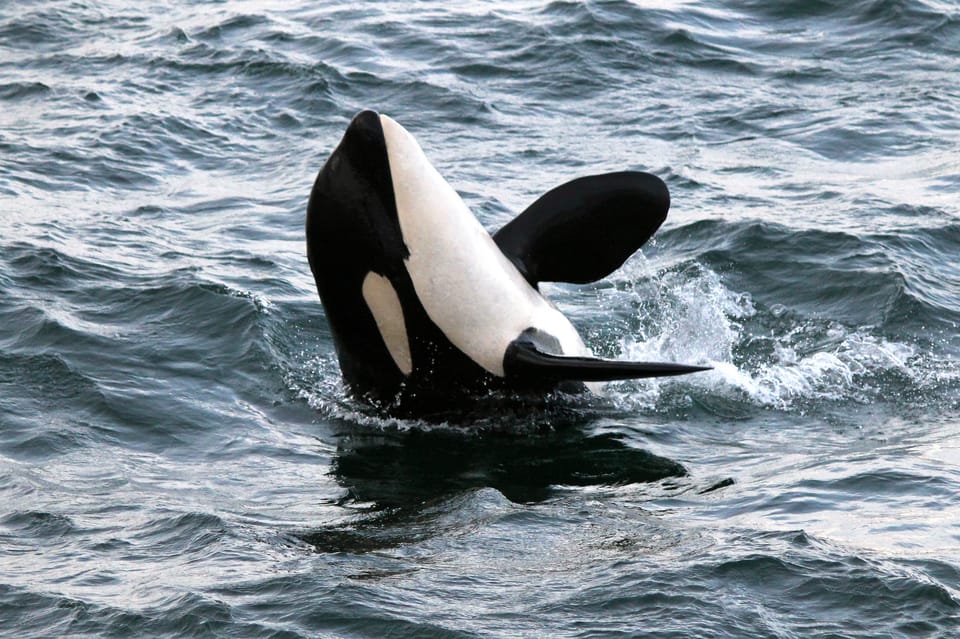 Whale Watching trip from Victoria