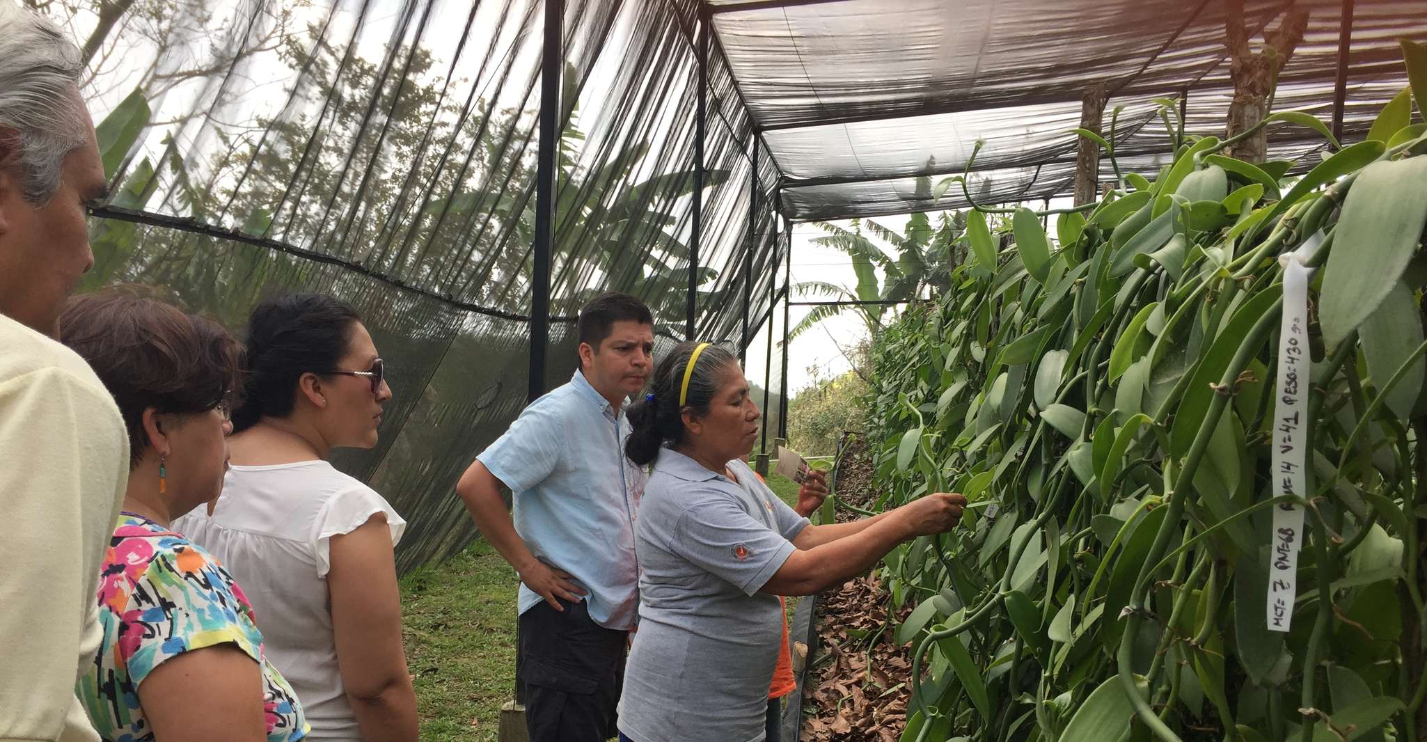 Da Veracruz, Tajin Day Trip con visita alla Fabbrica della Vaniglia - Hizvo